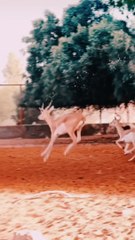 Cute | Try not to laugh | Do not laugh | Entertainment