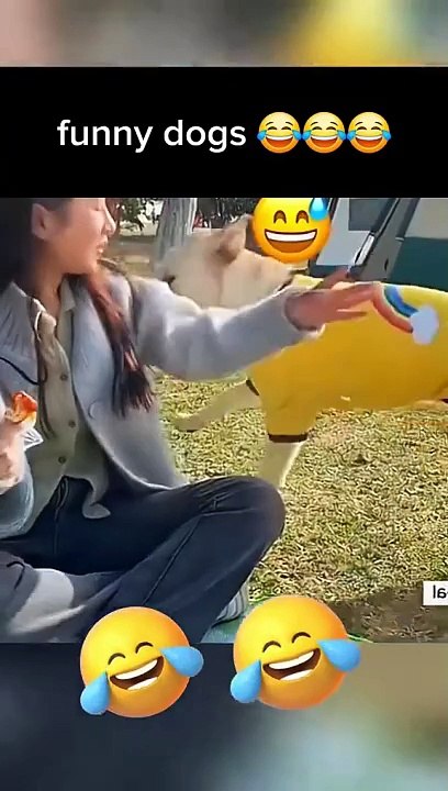 Best Animal Videos Of The Month