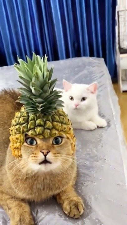 Funny Dogs And Cats Videos 2024