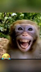 Funniest Cats and Dogs Videos - Hilarious Animal Compilation