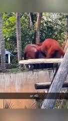 Funny animals - Unusual Memes - Funny Pet Videos