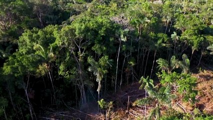 Deforestación en Amazonía arrasó área similar a Colombia en 40 años