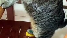The king cat