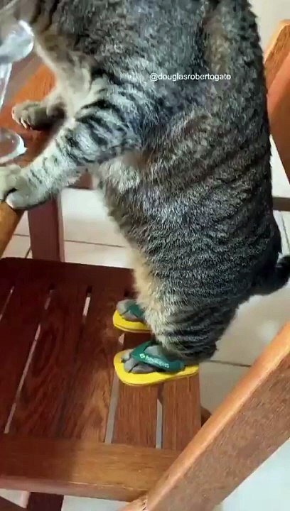 The king cat