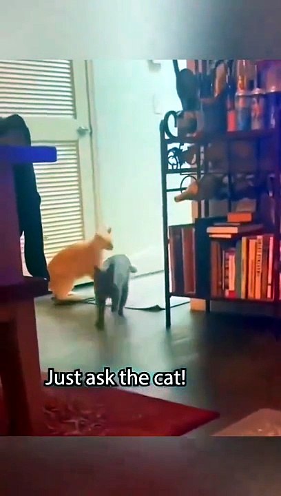 Funny Dogs And Cats Videos 2024 - Best Animal Videos Of The Month