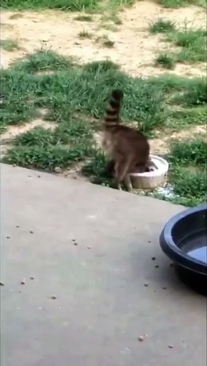 Cute and funny ANIMALS - Videos Сompilation
