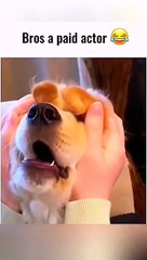 Angry cats videos - Funny Animals