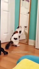 Funny animals - Unusual Memes - Funny Pet Videos