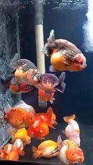 My Goldfish Favorite Menu, Frozen Worms