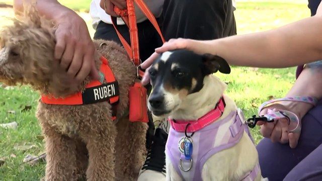 State government plans to require landlords to provide valid reasons for denying pets in rental properties