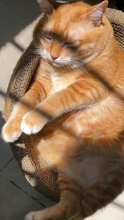 the Happiest Cat in the world #cat #cats #kitty #pet #cute #fyp #foryou #happiest #happycat #happybirthday #world #catfunny
