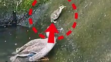 snake! Amazing animal moment: Mother duck drops baby