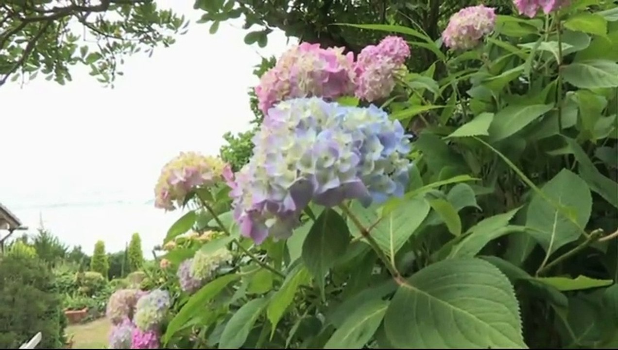 WBDV-0074