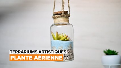 Terrariums artistiques : la plante aérienne