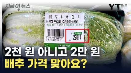 두 눈을 의심한 가격...2만 원 넘는 배추에 서민들 '비명' [지금이뉴스] / YTN