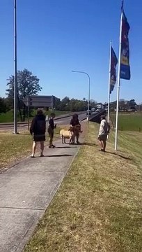 Coffee the pony rescued at Maitland by Paterson MP Meryl Swanson | Newcastle Herald | September 24, 2024