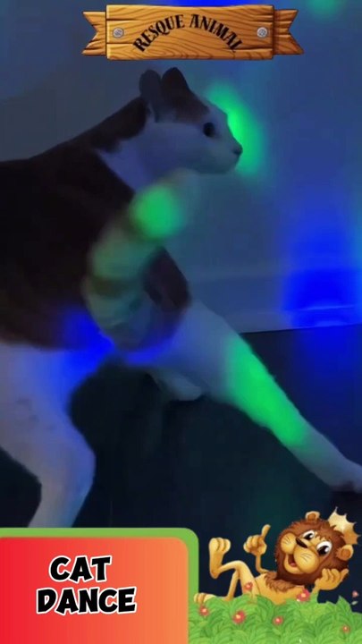 Cat dance club