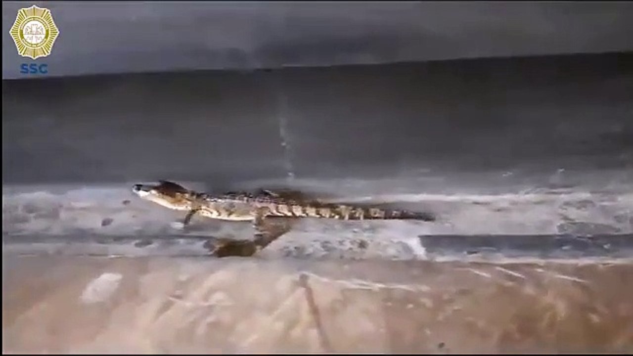 Cocodrilo sorprende a pasajeros en el Metro
