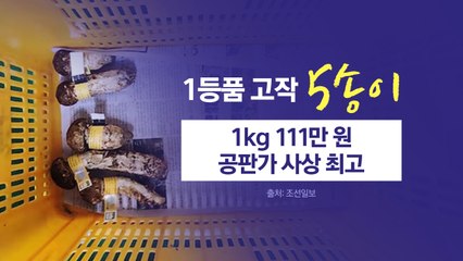 "금송이가 따로 없다" 폭염에 씨 마른 송이버섯...지역축제도 '비상' [앵커리포트] / YTN