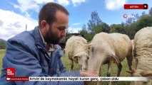 Artvin'de kaymakamlık hayali kuran genç, çoban oldu