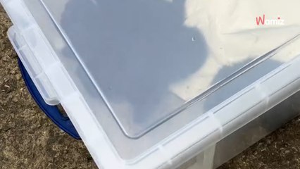 Boîte en plastique sur le bord de la route : la forme qui remue à l'intérieur n'annonce rien de bon (vidéo)