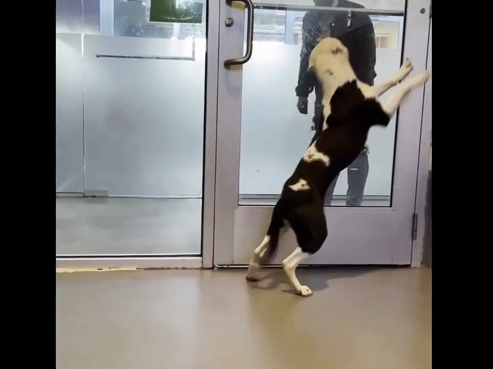 Un chien de refuge a une réaction incroyable lorsqu'il retrouve la famille qu'il croyait avoir perdue à jamais !