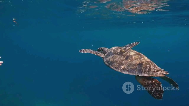 Humans take action to rescue sea turtles from barnacles on their backs