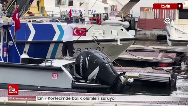 İzmir Körfezi'nde balık ölümleri sürüyor