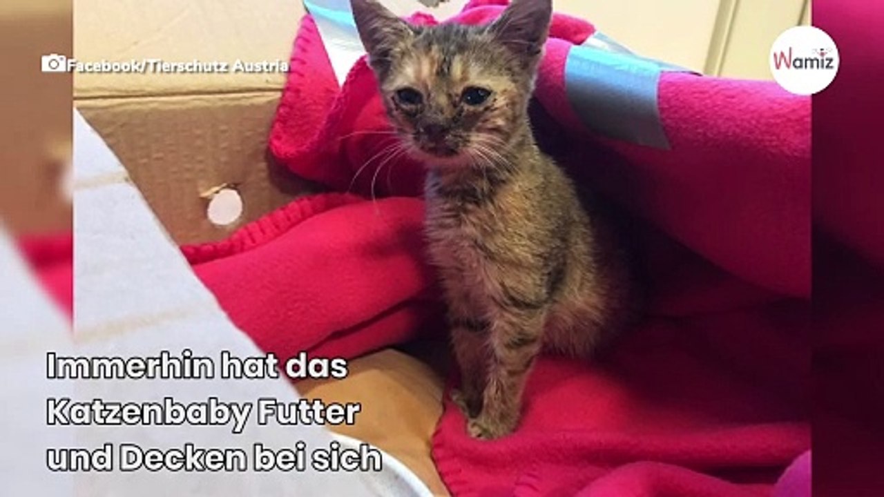 Tierheim sucht mit Hochdruck nach eiskaltem Halter von Katze Hermine