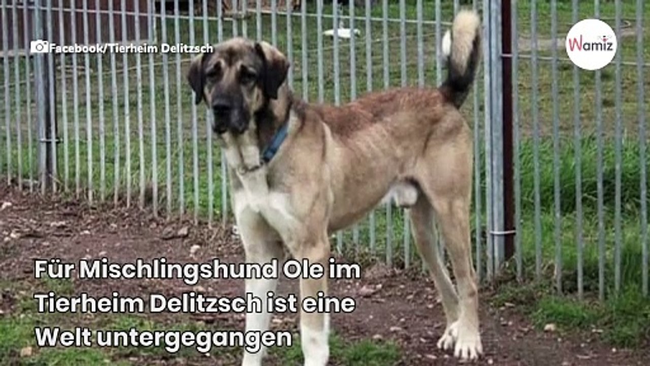 „Mit Tränen in den Augen”: Familie aus Sachsen löst Drama im Tierheim aus