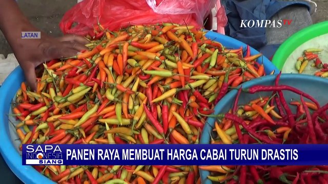 Panen Raya Buat Harga Cabai di Pasar Wamanggu Merauke Turun Drastis