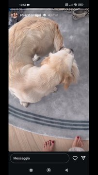 il cane che si morde la coda paloma