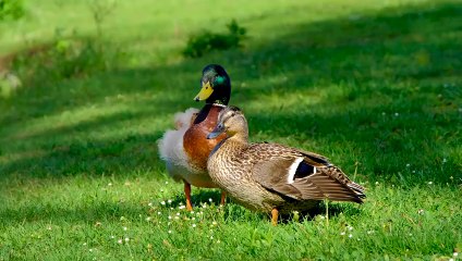 duck animal | collection of short videos of cute