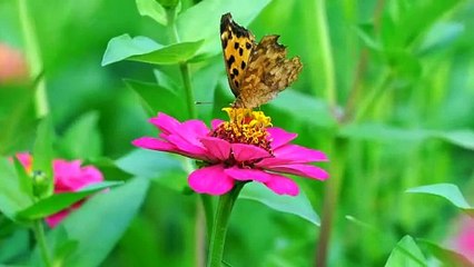 animal, butterfly | collection of short videos of cute