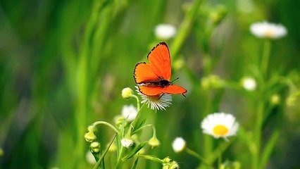 animal, butterfly | collection of short videos of cute