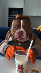 Pitbull dog dite planing pit bull dite time