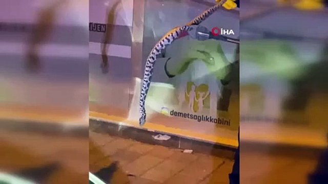 Seyir halindeki aracın kaputundan yılan çıktı