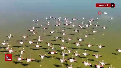 Denizli Acıgöl'de flamingoların göç yolculuğu