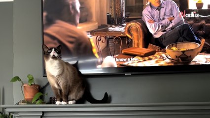 Woman videos her cat meowing and realises it's alerting her to a surprise intruder