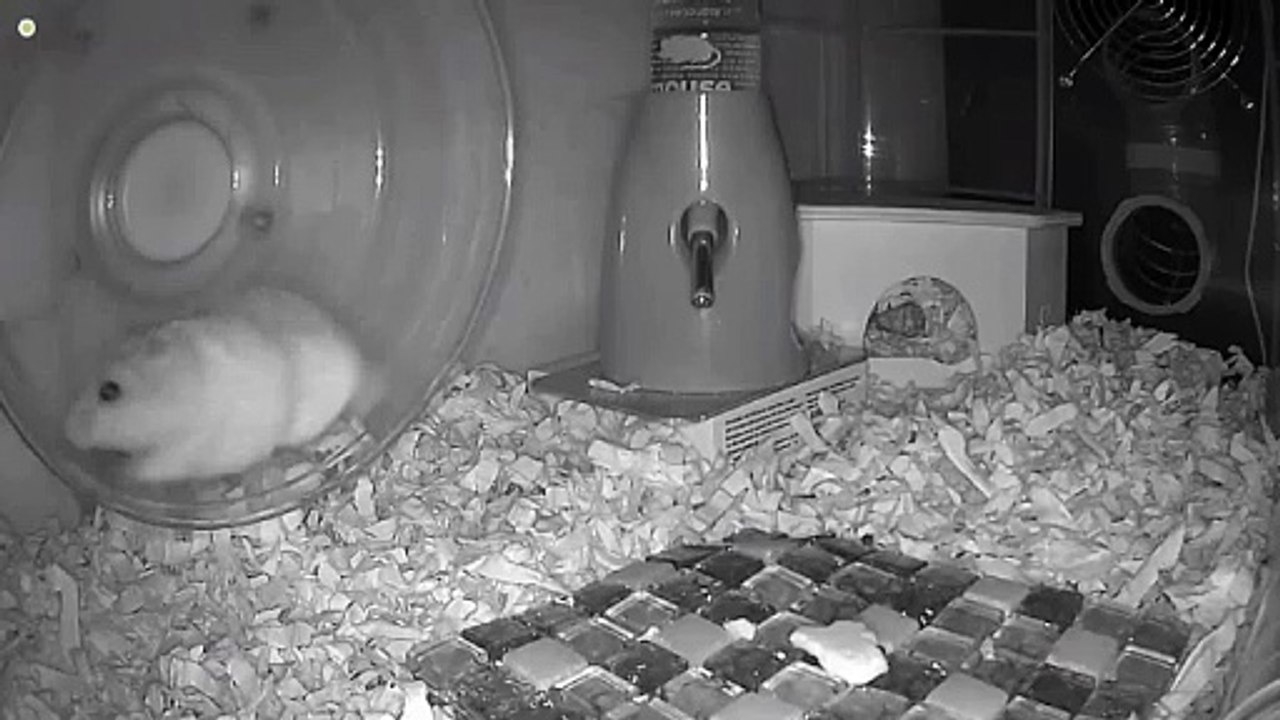 Mon hamster court toute la nuit dans sa roue – Incroyable à voir !