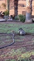 Real Life Timon & Pumbaa Funny Animals
