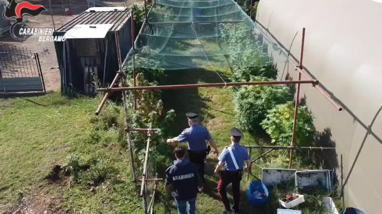 Canonica d'Adda, la piantagione di cannabis nell'azienda agricola