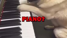 PIANO DOG! #dogs