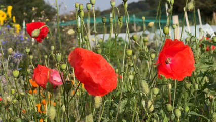 Providence Pastures launch: Roots Allotments officially opens in Garforth