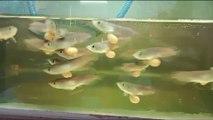 31 Baby Super Red Arowana Fish in the Aquarium