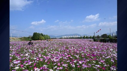 [경기] 구리시, 다음 달 11~13일 코스모스 축제 개최 / YTN