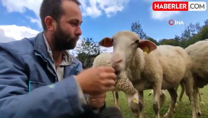 Yurt dışına gitti, 2 üniversite bitirdi! Tahsilli çoban hedeflerinden vazgeçmiyor hem koyun otlatıyor hem sınava hazırlanıyor