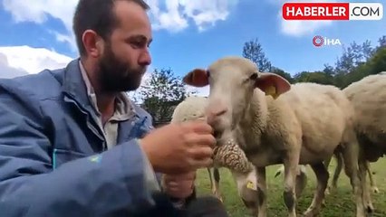 Yurt dışına gitti, 2 üniversite bitirdi! Tahsilli çoban hedeflerinden vazgeçmiyor hem koyun otlatıyor hem sınava hazırlanıyor