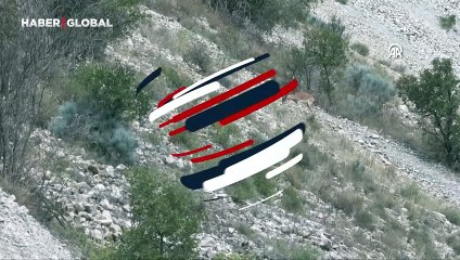 Dağ keçileri Erzurum'da