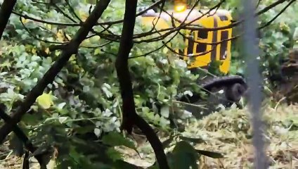 'Robot' machine similar to one on Clarkson's Farm starts clearing Shrewsbury site